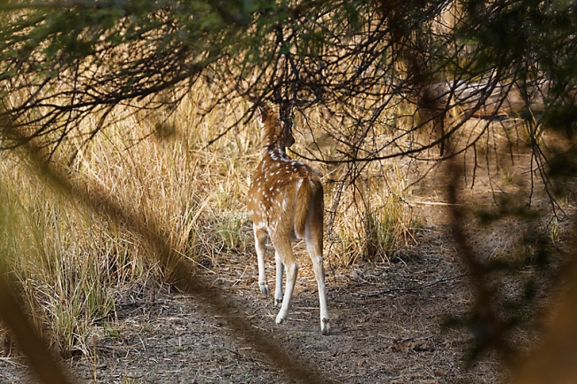 Keoladeo national park-023